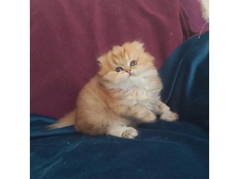 British longhair golden dişi