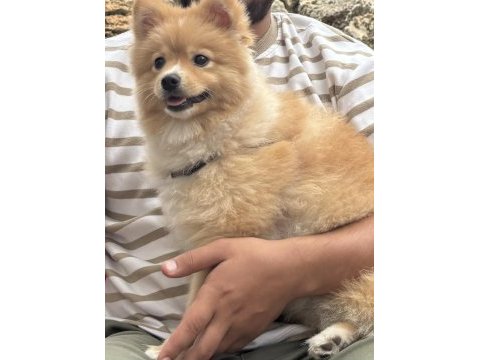Pomeranian köpeğimiz