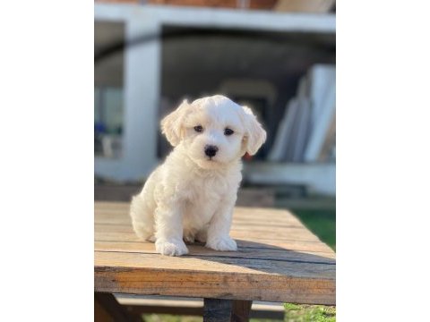 Maltese terrier yavrularımız