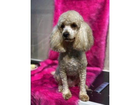 2 kardeş poodle sahiplendirme