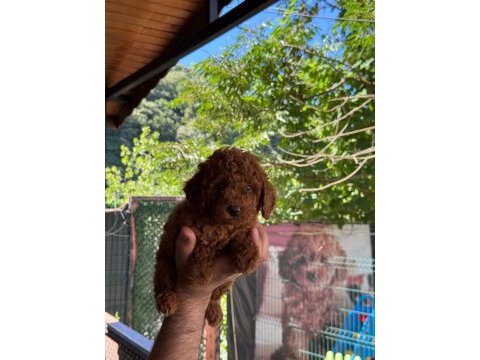 Show kalite toy poodle yavrular