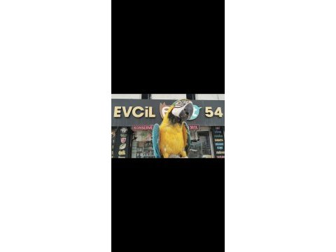 Macaw sarı lacivert 1 yaşında