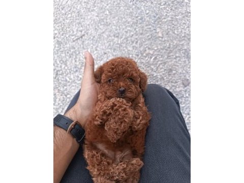Koyu ve kıvır kıvır toy poodle yavrular