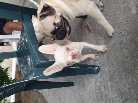 Albino ve kahve beyaz 70 günlük french bulldog yavrular