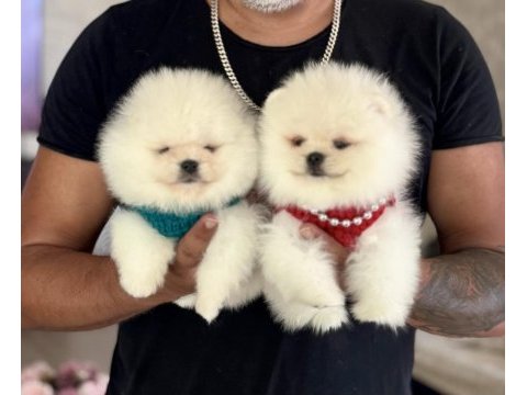 Oyuncaklar gibi 2 ayıcık pomeranian