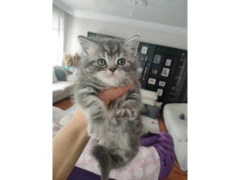 British shorthair silver tabby