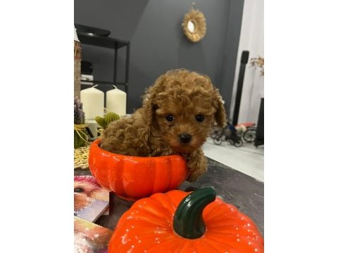 Kore yavrusu a kalite teacup red brown toy poodle yavrular