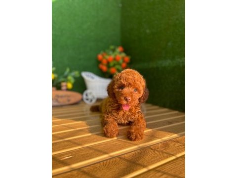 Referans yavru poodle