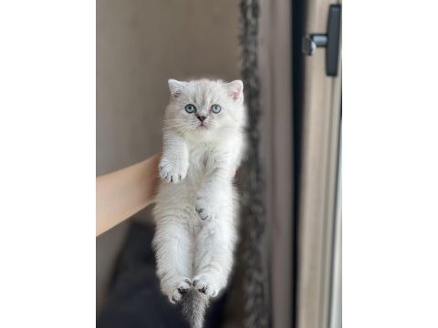 Ayı surat safkan british shorthair yavrum