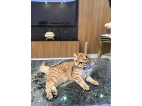 Golden british shorthair kızım