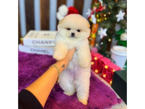 Ayı surat pomeranian bebeklerimiz