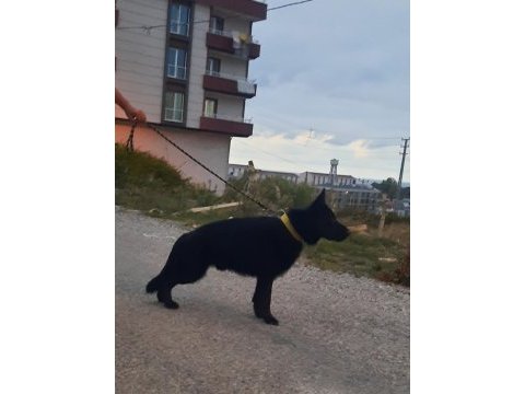 Erkek show siyah alman kurdu