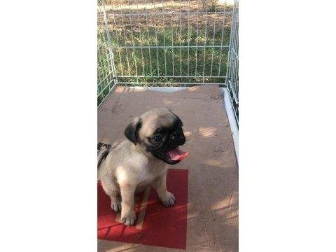 Safkan benli pug yavruları yuva arıyor