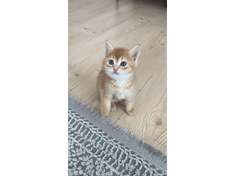 Yeni yuvasını aramakta minnik british shorthair