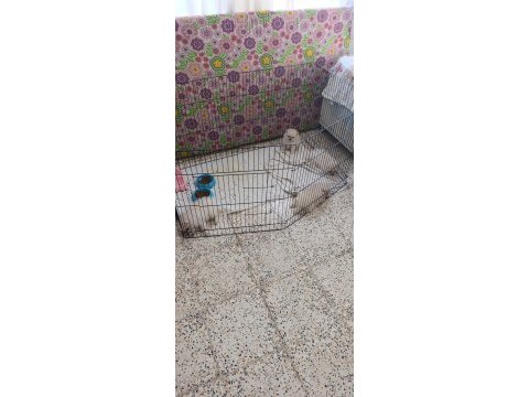 Pomeranian boo erkek ve dişi yavrularımız