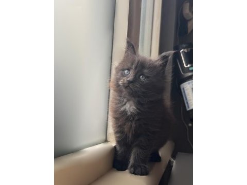 Saf kan şecereli maine coon yavruları