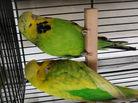 Spangle jumbo takım muhabbet kuşu