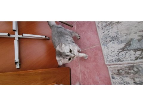 Scottish fold kedisi