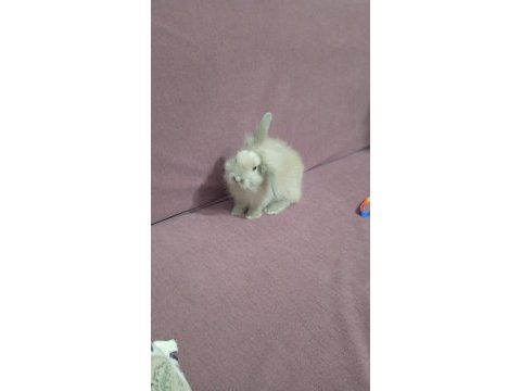 Lop tavşanı