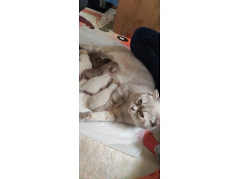 British shorthair ve scottish fold bebekler