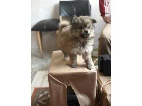 Pomeranian erkek yavru