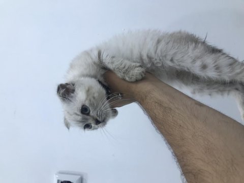 Kedimiz için wp dan ulaşabilirsiniz