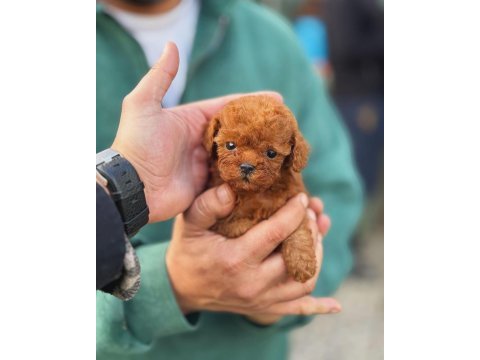 Toy-teacup poodle