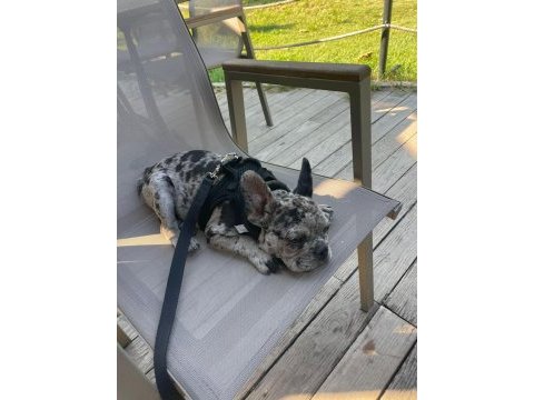 French bulldog merle erkek yavru