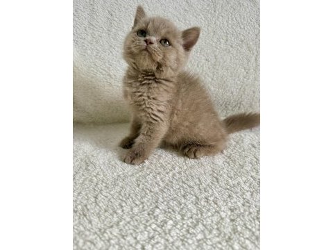 British shorthair fawn erkek yavru