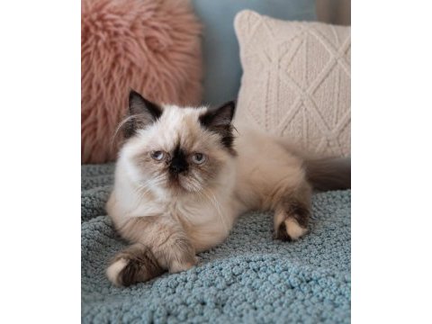 Exotic longhair yavru