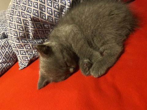 Orjinal ev doğumlu british kedi