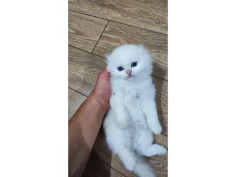 Show kalite scotish longhair
