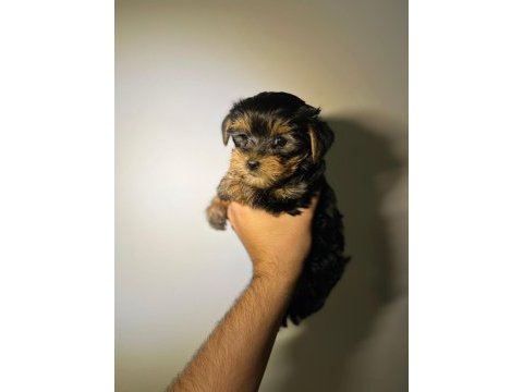 Bebek yorkie yavruları