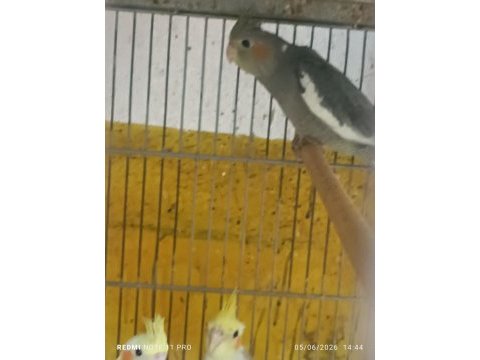 Hobiciden bebek sultan papağanlar