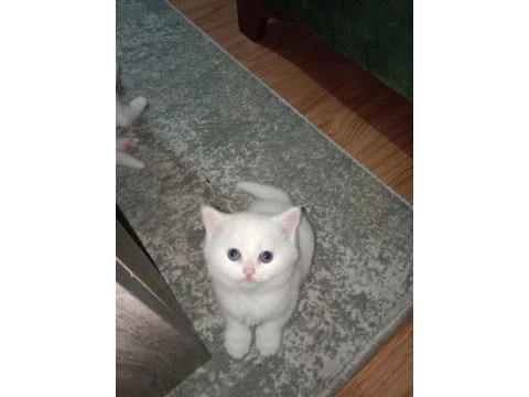 Beyaz british shorthair yavrularım yeni yuvasını arıyor