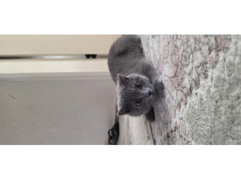 28 şubat doğumlu british shorthair