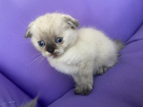 Scottish fold