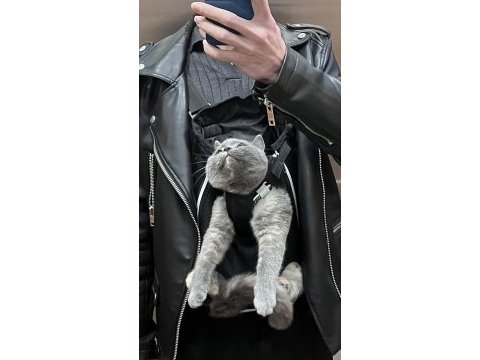 9 aylık dişi british shorthair