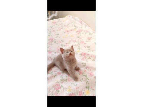 Gri lilac dişi erkek safkan yavru kediler