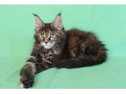 Maine coon black tabby dişi