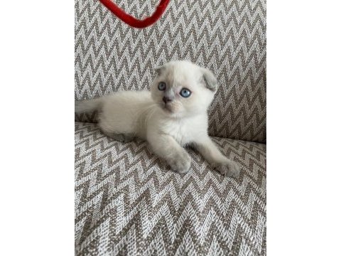 2 aylık mama ve wc eğitimli blue point scottish fold