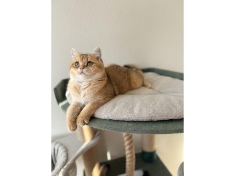 Safkan british shorthair yavrular