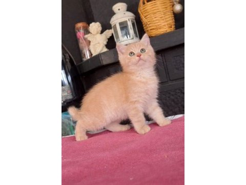 British shorthair 55 günlük
