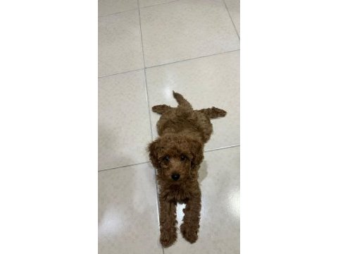 Akıllı poodle kızımız yuva arıyor dişi 2.5 aylık