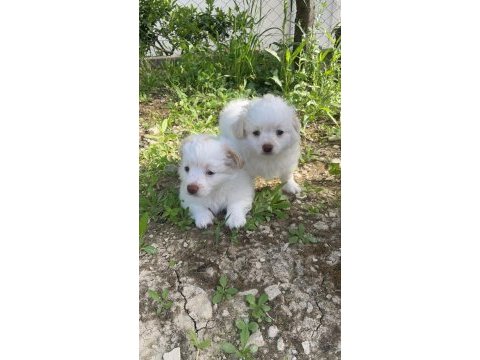 Dost canlısı küçük ırk dişi ve erkek süs köpeği