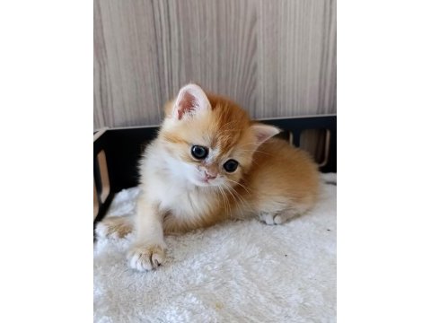 Golden dişi yavru british shorthair