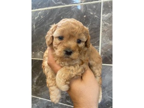 Toy poodle yavrularımız