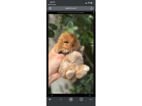 Hollanda lop mini lop cüce tavşan yavruları gönderim var