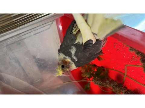 Yeni yeme düşmüş sarı ve beyaz muhabbet kuşu