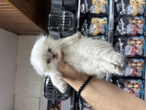 A kalite sağlıklı wc eğitimli scottish fold